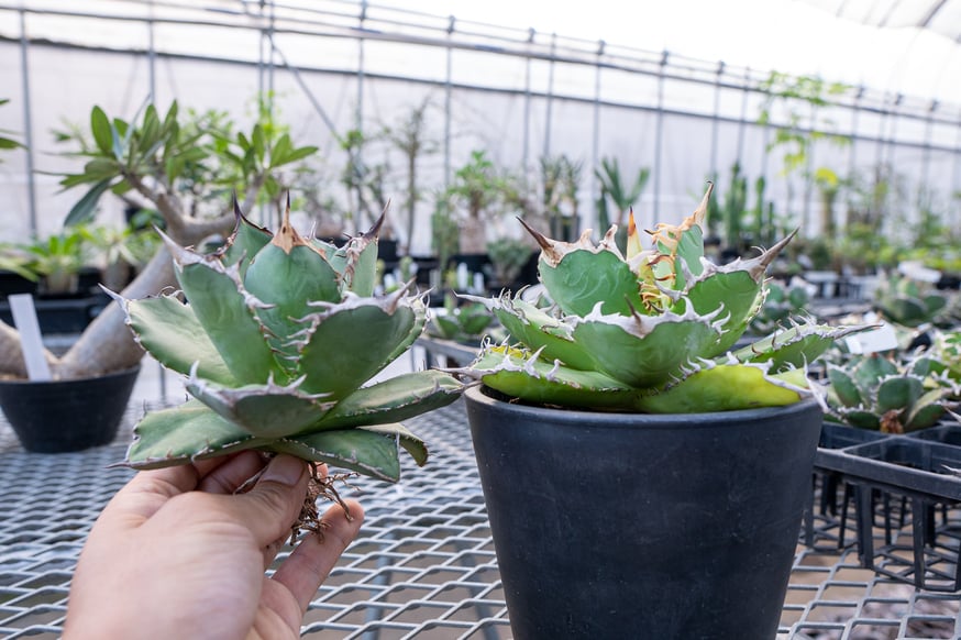 どんなアガベを選べばいいかわからない！こっそり教えます