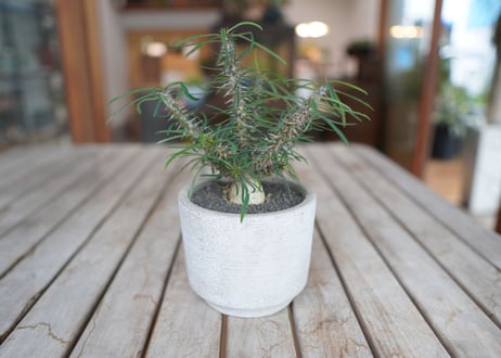 ユーフォルビア　 ロッシー Euphorbia rossii
