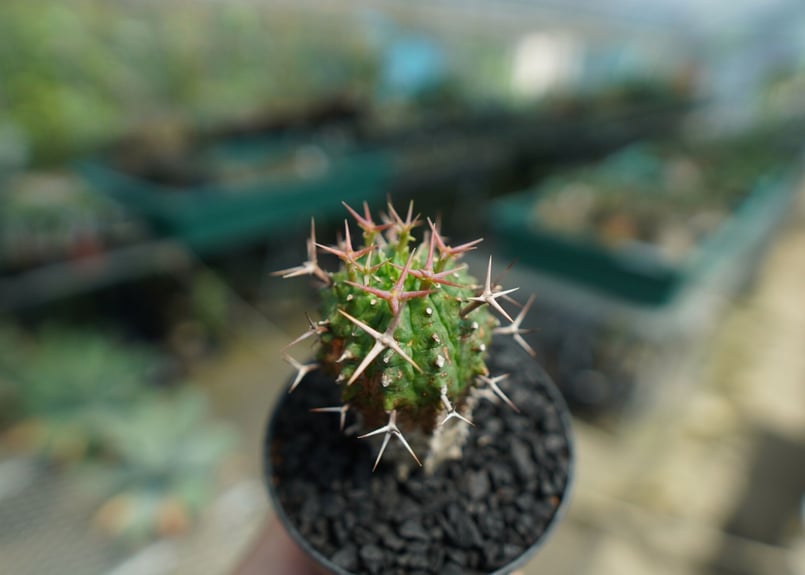 ユーフォルビア 群星冠 Euphorbia stellispina | mana's farm