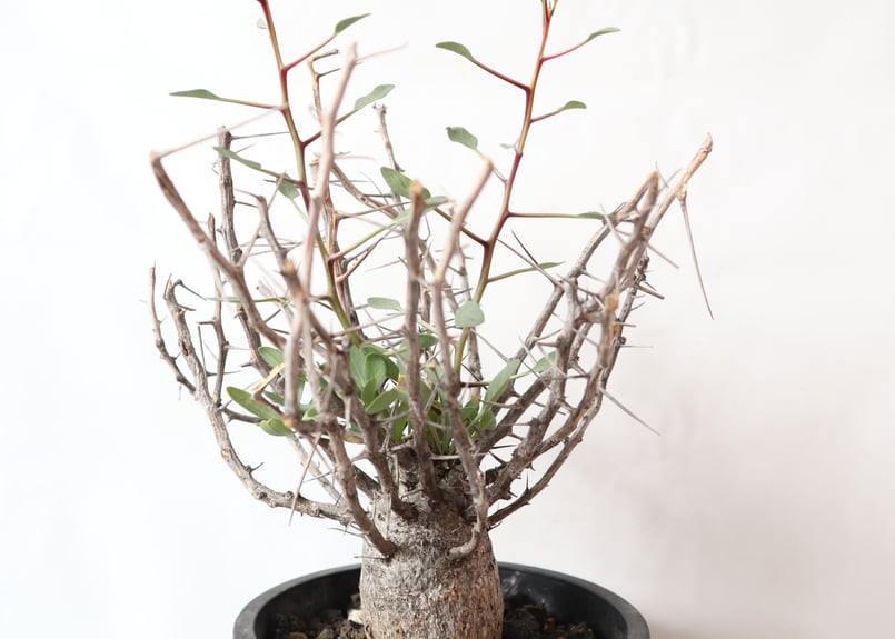 フォークイエリア コルムナリス 観峰玉 | mana's farm:塊根植物