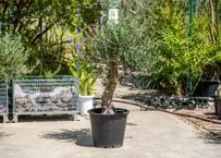 沖縄育ち アガベ実生スターターセット（5株） | mana's farm:塊根植物