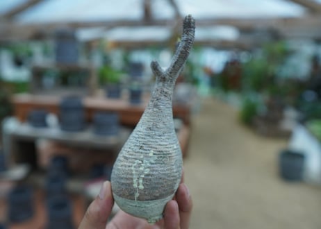 【抜き苗】パキポディウム　グラキリス　 Pachypodium Gracilius  No.8