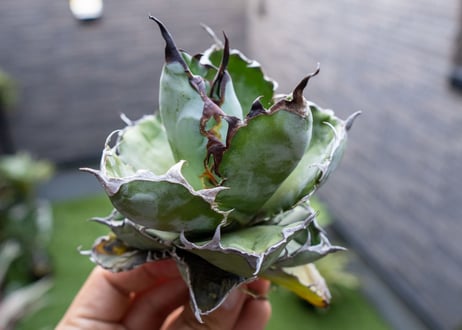 Agave B&B  №5