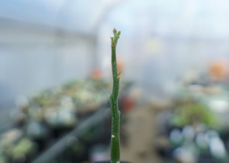アデニア　グラウカ　Adenia Glauca　No.2