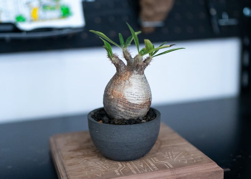 パキポディウム グラキリス 沖縄管理株 | mana's farm:塊根植物