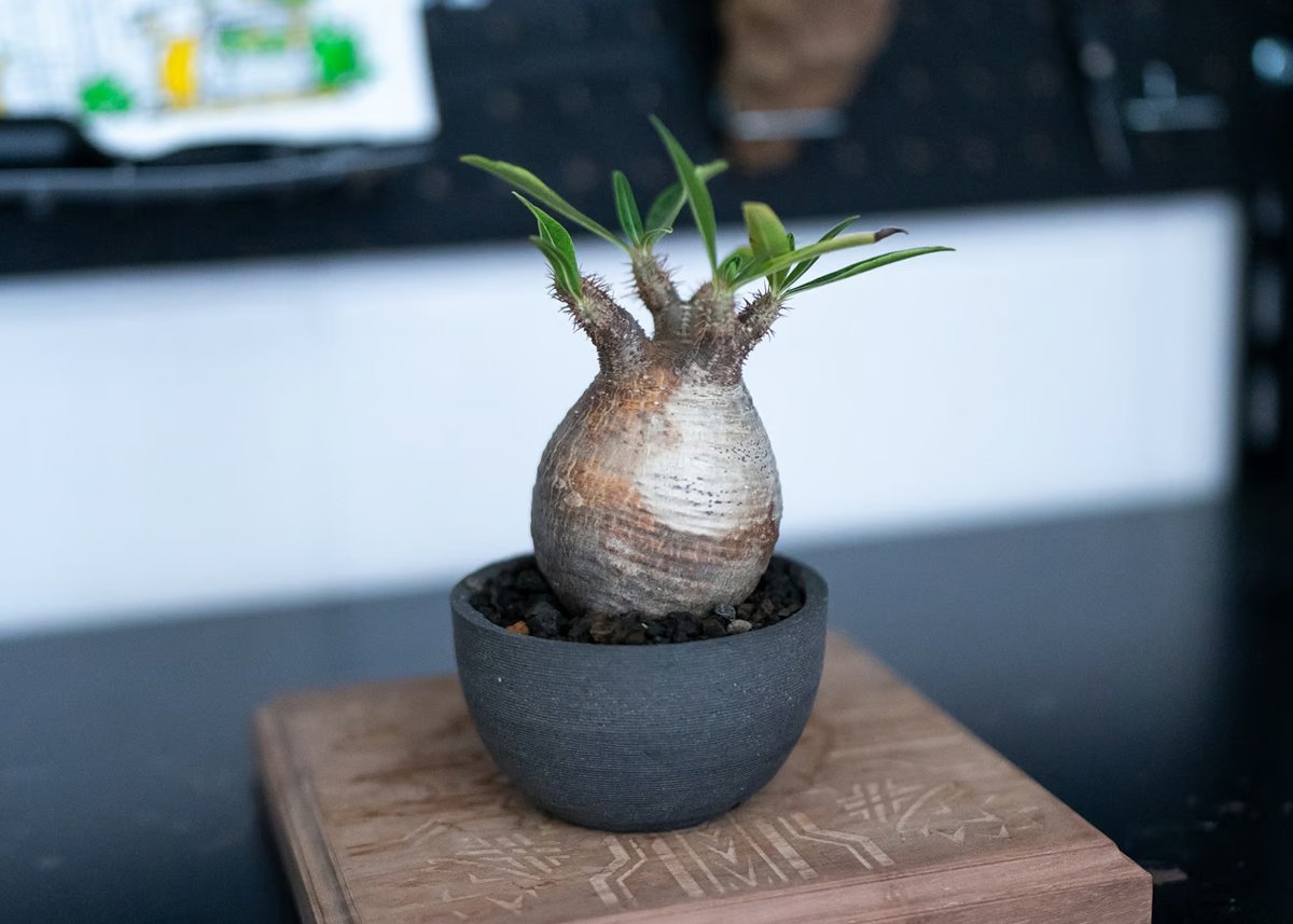 パキポディウム グラキリス 沖縄管理株 | mana's farm:塊根植物