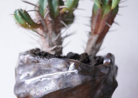Euphorbia Ferox