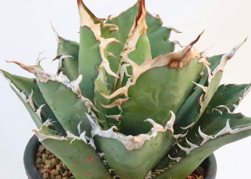 アガベ チタノタ　シエラミクスティカ　中斑　刷毛斑　レア　子株 アガベ チタノタ シエラミクスティカ no.9 | mana's farm:塊根