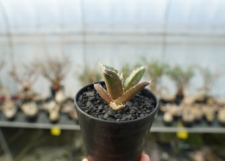 アガベ　チタノタ　鬼爪雪峰  Agave titanota “Onitsume Yukimine”