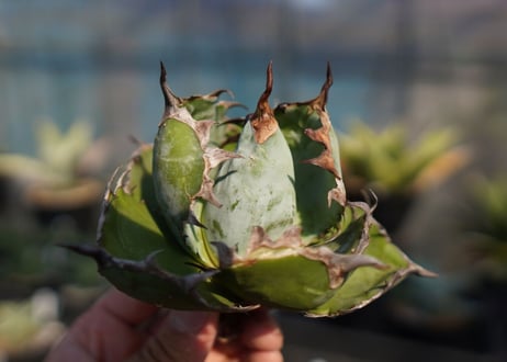 agave　titanota　ブラックアンドブルー　No.11