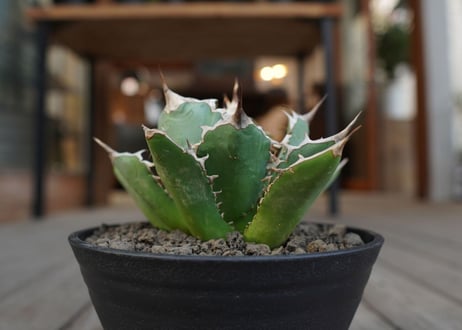 アガベ　チタノタ　Agave titanota