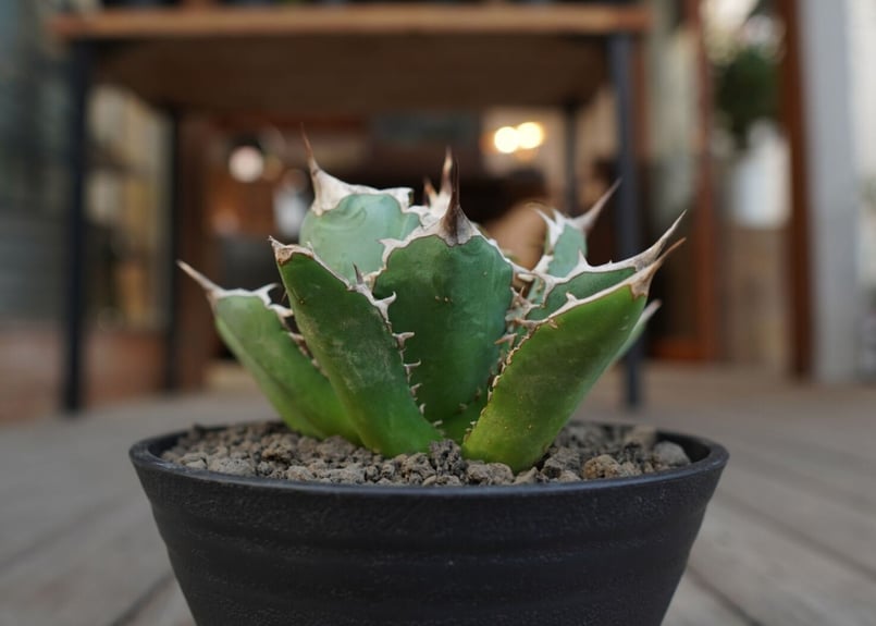アガベ チタノタ Agave titanota | mana's farm:塊根植物・アガベ・