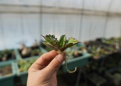 【抜き苗】アガベ　チタノタ　 ブラックアンドブルー 　Agave titanota black and blue