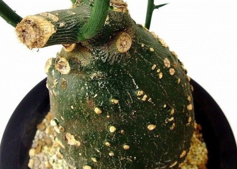 Adenia globosa アデニア・グロボーサ | mana's farm:塊根植物・アガ