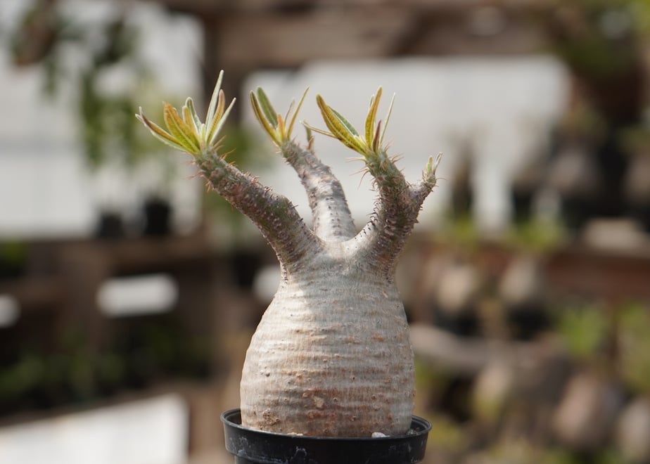69df0b1a3ffe3e7fe8a77d3e
