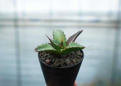 アガベ　チタノタ　ハデス　Agave titanota Hades