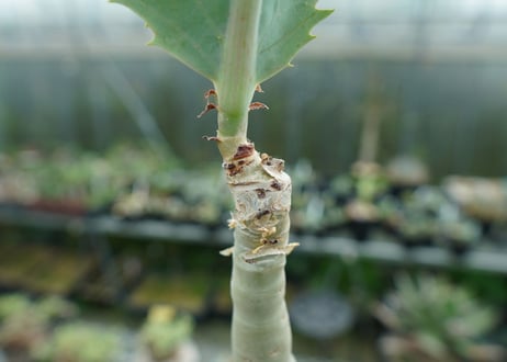 キフォステンマ　ユッタエ　Cyphostemma juttae