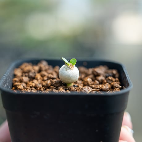 レウコキサンツム | STORES