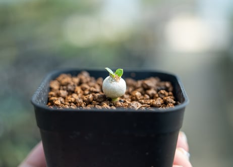 パキポディウム レウコキサンツム 沖縄実生