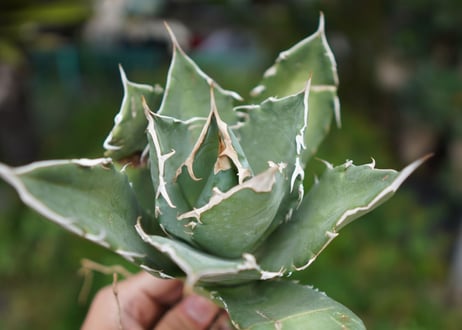 Agave titanota 白鯨 C NO.1