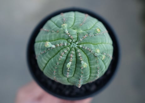 ユーフォルビア　オベサ　Euphorbia obesa