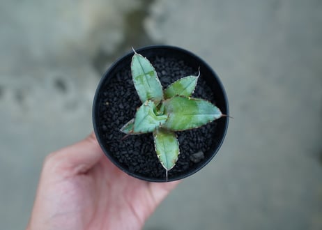 アガベ　チタノタ　 ブラックアンドブルー 　Agave titanota black and blue　No.2
