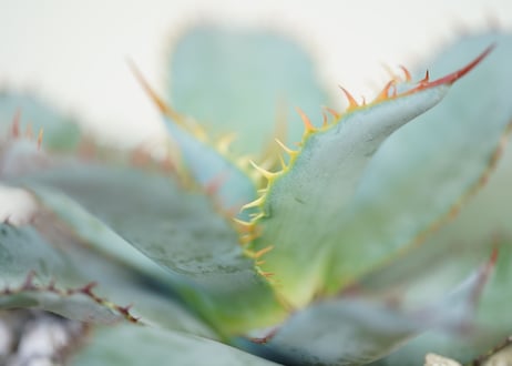 Agave guadalajarana Leon