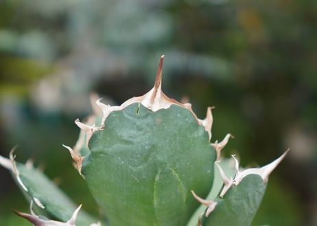 Agave titanota 白鯨 B NO.9