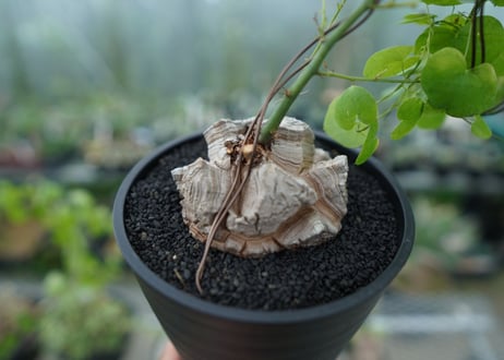 亀甲竜　Dioscorea elephantipes　No.1