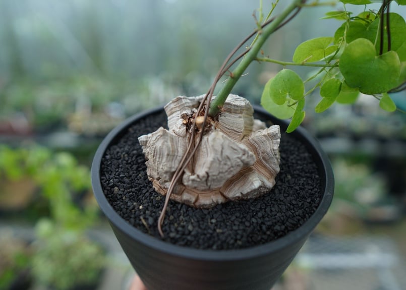 亀甲竜 Dioscorea elephantipes No.1 | mana's farm:塊