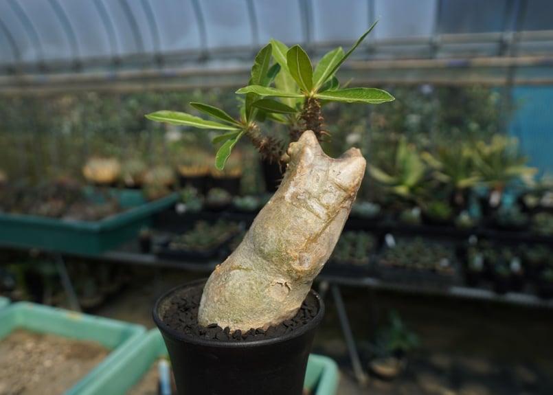 パキポディウム マカイエンセ Pachypodium makayense No.6 | man