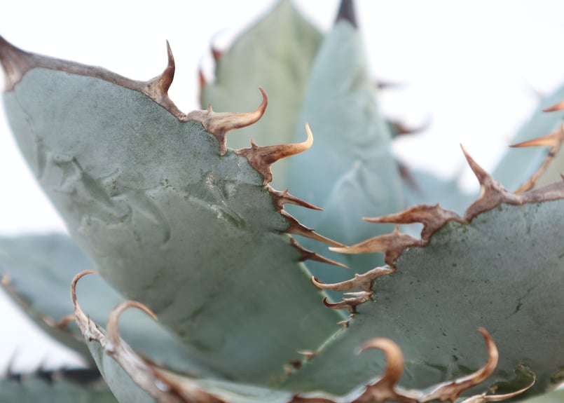 【台湾株】アガベ　チタノタ　ブルー　ビースト　スパチタ　レア 強棘 特選 台湾株】アガベ チタノタ ブルー ビースト スパチタ レア 強棘