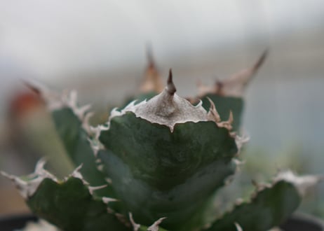 Agave White flame B 白火焔  NO.2