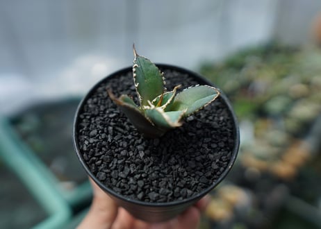 アガベ　チタノタ　FO-76　agave titanota  FO-76　No.2