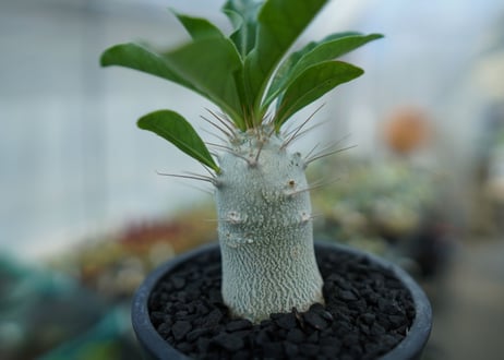 パキポディウム　サンデルシー　Pachypodeium saundersii  No.9