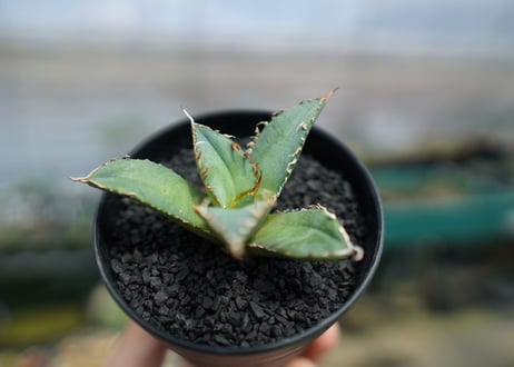 アガベ　チタノタ　FO-76　agave titanota  FO-76　No.5