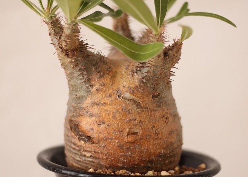 Pachypodium Gracilius パキポディウム グラキリス ワイルド傷有 |