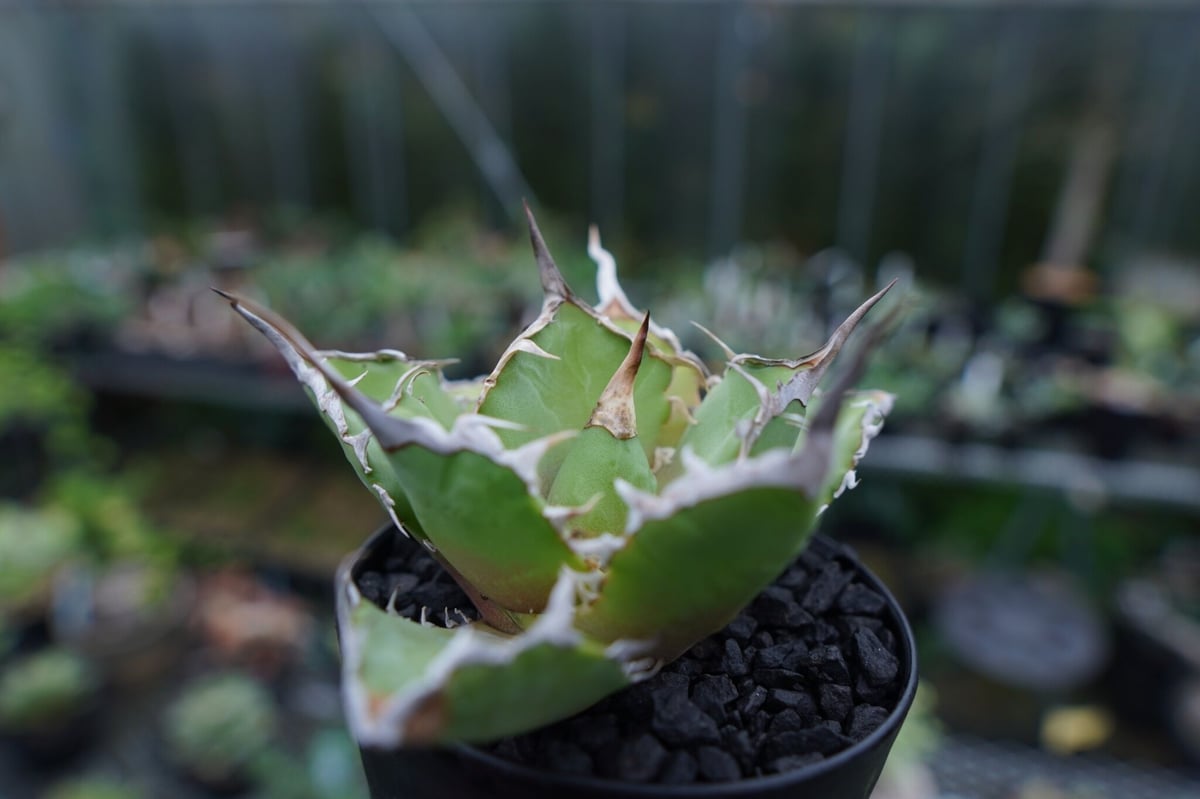 ロウルサンコさん苗 アガベ チワワチタノタ 鉢ごと - 植物/観葉植物