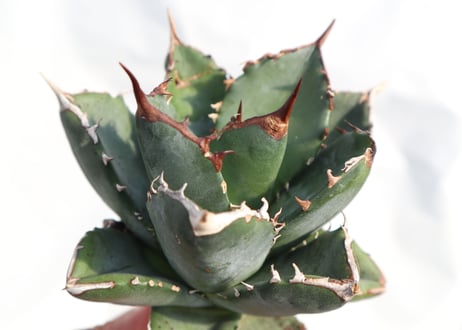 Agave titanota FO-76 dwarf  compacta  no.4