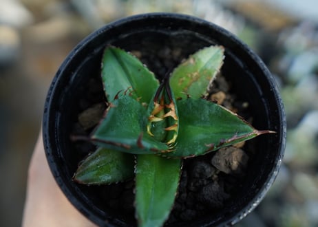 アガベ　チタノタ　ブルー　agave titanota Blue 　No.3