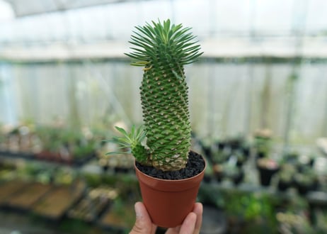 ユーフォルビア　ソテツキリン "パイナップルコーン"　Euphorbia sotetsukirin  No.5