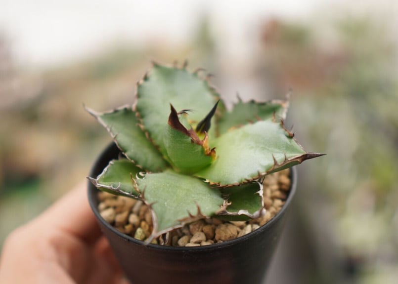 Agave titanota ” Black flame