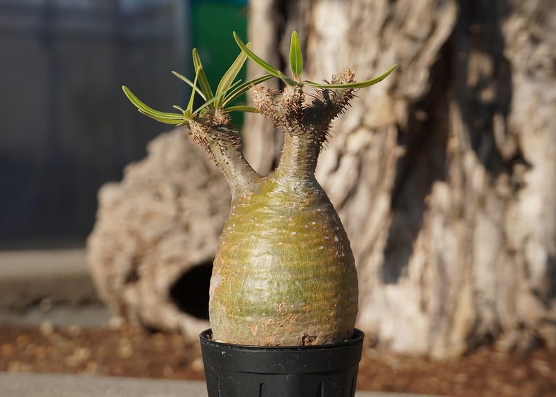 パキポディウム グラキリス No.1 | mana's farm:塊根植物・アガベ