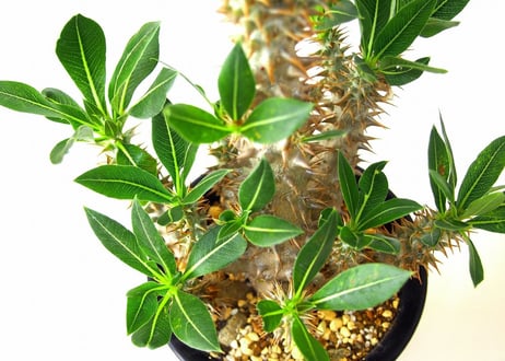 Pachypodium rosulatum   パキポディウム　ロスラーツム№3