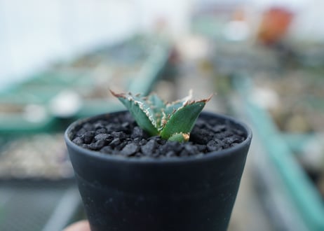 アガベ　チタノタ　FO-76　Agave titanota  FO-76　No.5