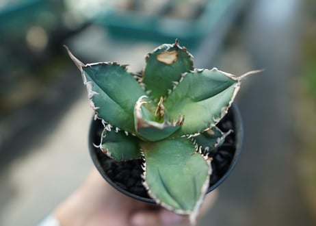 アガベ　チタノタ　FO-76　agave titanota FO-76