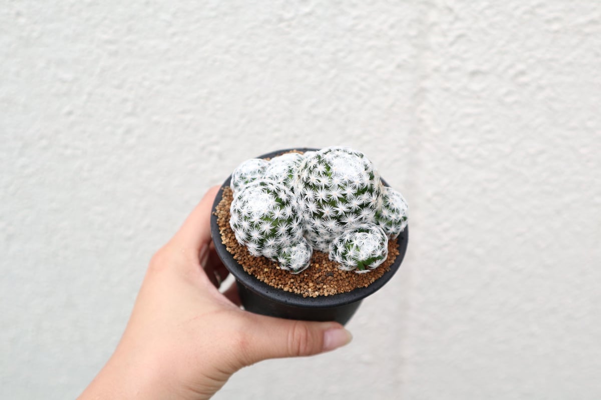 マミラリア 姫春星 | mana's farm:塊根植物・アガベ・ドライガーデン