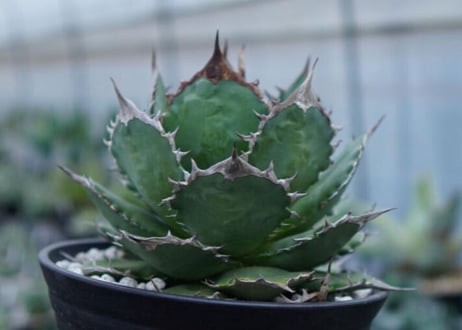 Agave Sowing seeds NO.1