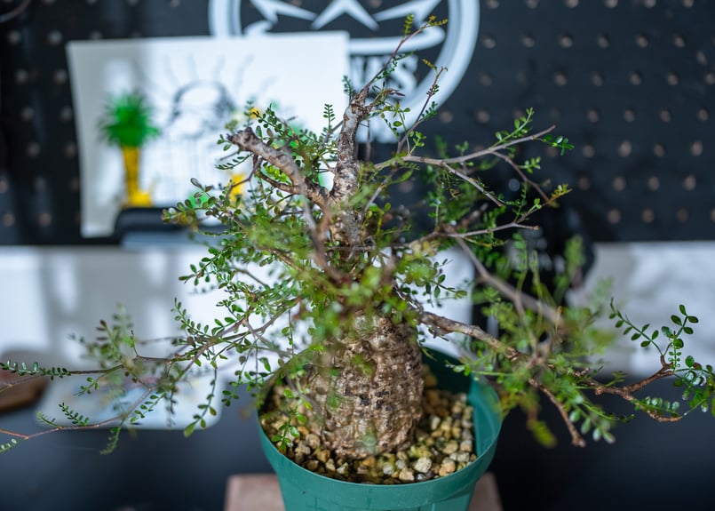 from Okinawa ※プロフ必読さま専用オペルクリカリア パキプス 【公式通販】