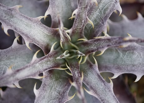 Dyckia Hulk